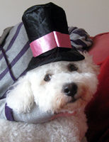 Halloween Pets Costume Photo Contest