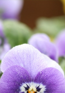 Conklyn’s Florist