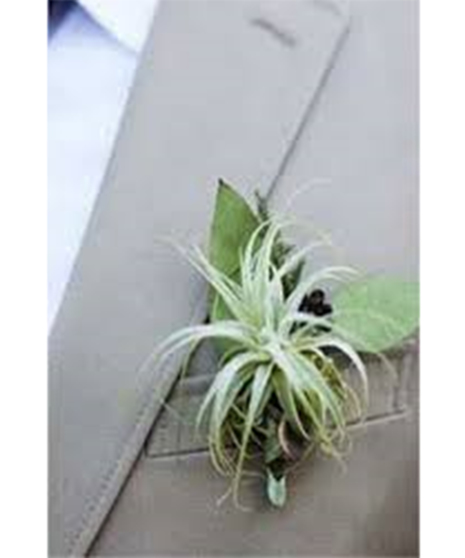 Air Plant Boutonniere