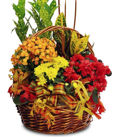 Autumn's Blooming Garden