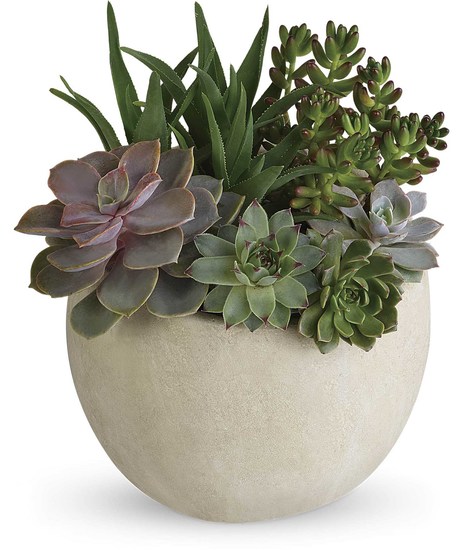 Desert Beauty Succulent Garden