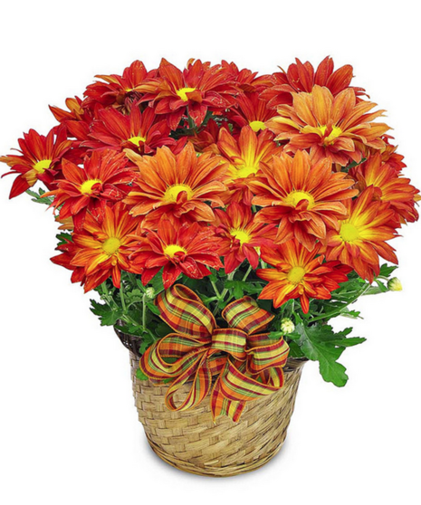 Fireside Mums