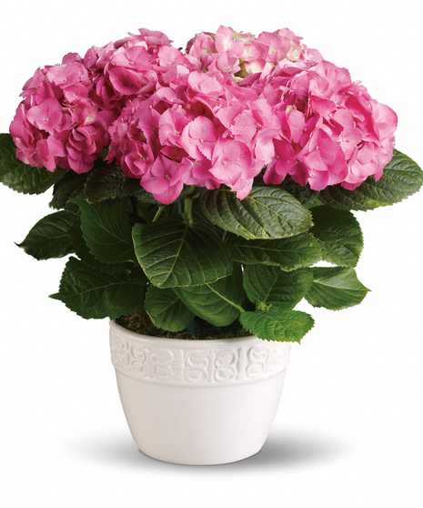 Happy Hydrangea Pink