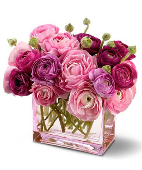 Petals in Pink