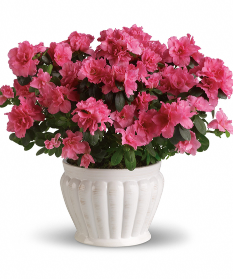 Pretty Pink Azalea (colors vary)