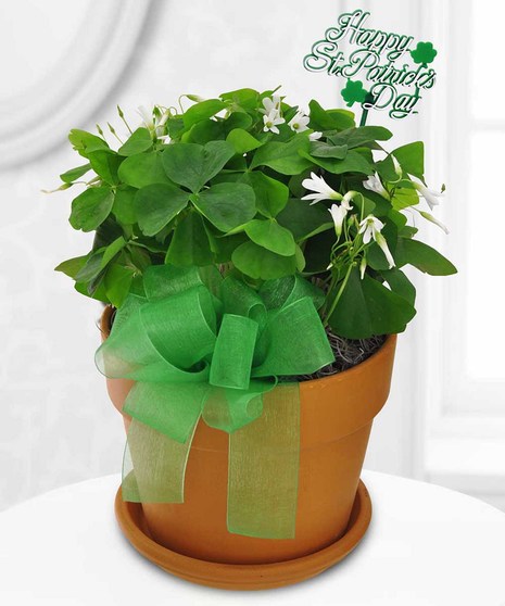 Shamrock Plant