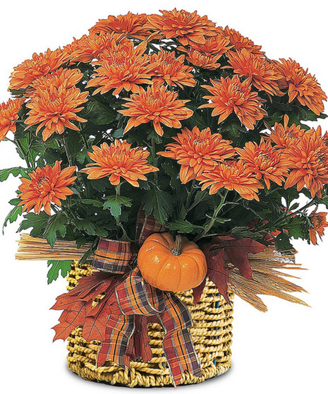 Harvest Mum