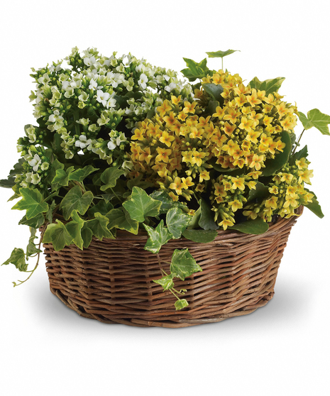 Basket of Joy