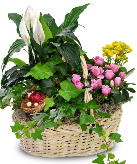 Spring's garden