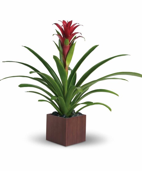 Bromeliad Beauty