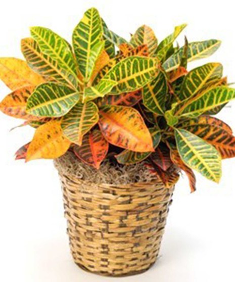 Croton