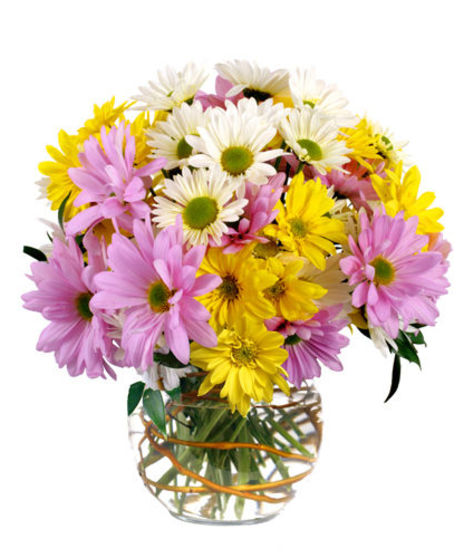 Daisy Delight