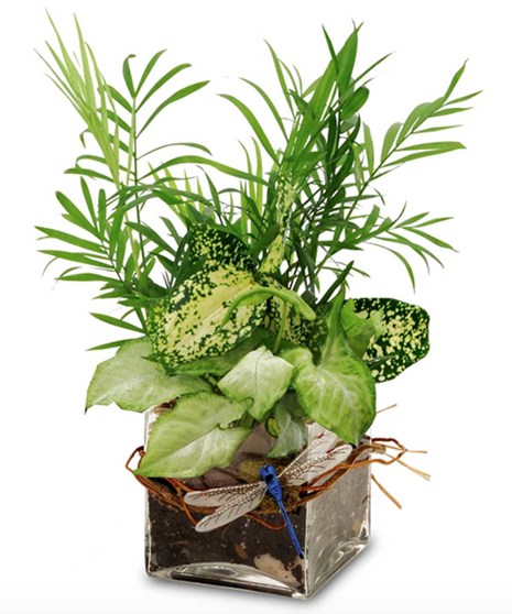 Desktop Garden