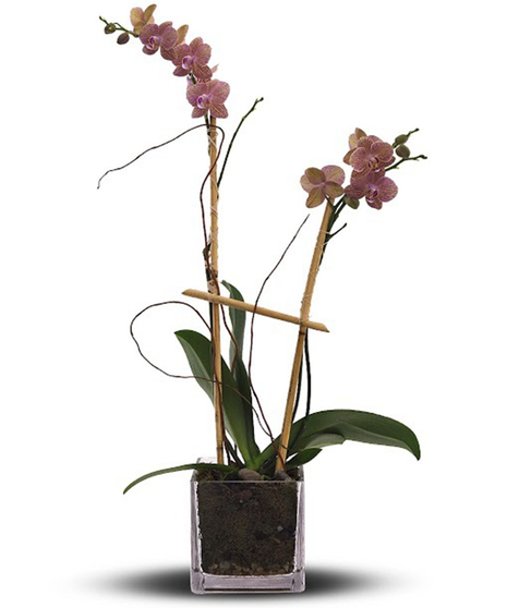 Double Orchid