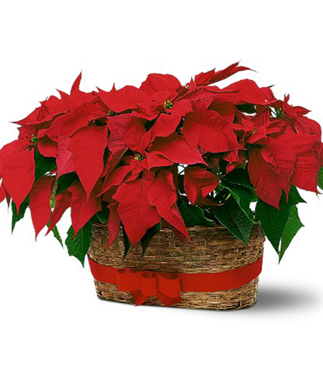 Double Poinsettia Basket