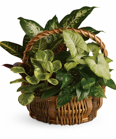 Emerald Garden Basket