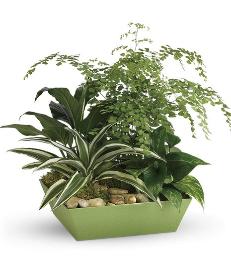 Forever Green Plant Garden