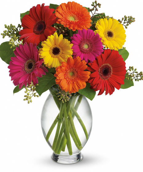 Gerbera Brights