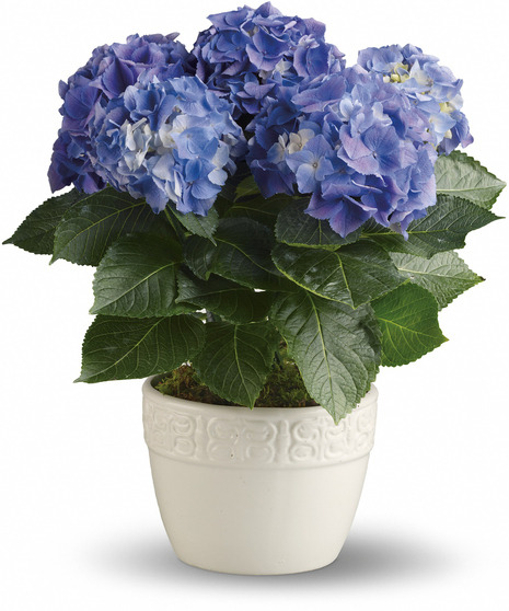 Happy Hydrangea Blue