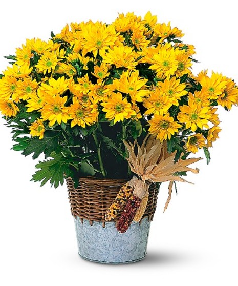 Harvest Daisy Plant