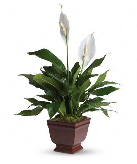 Lovely One Spathiphyllum