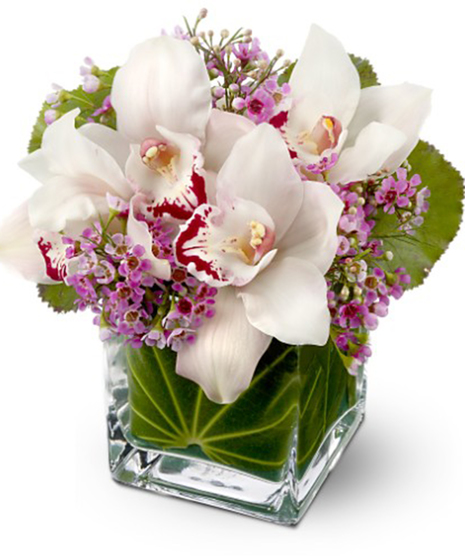 Lovely Orchids