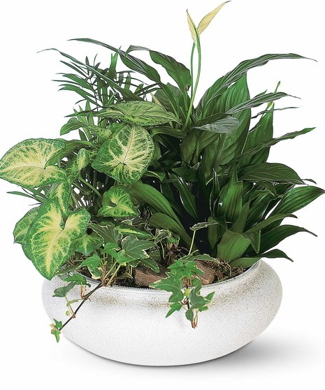 Medium Dish Garden