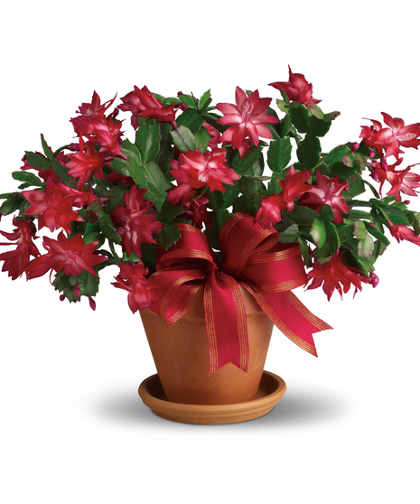 Merry Christmas Cactus