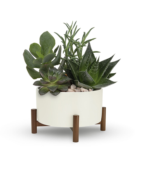 Mid -Century Garden