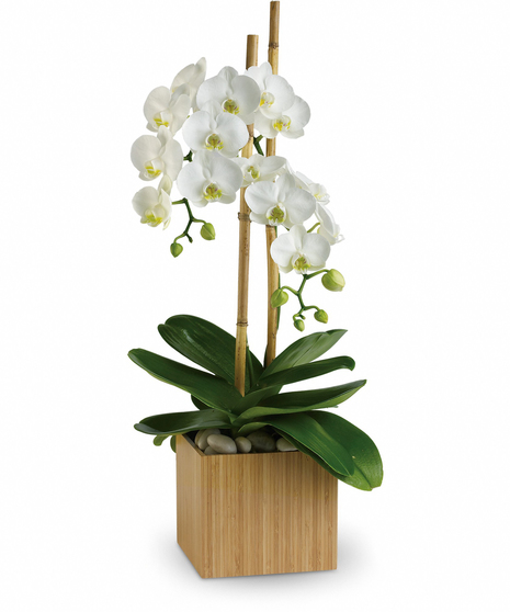 Opulent Orchids