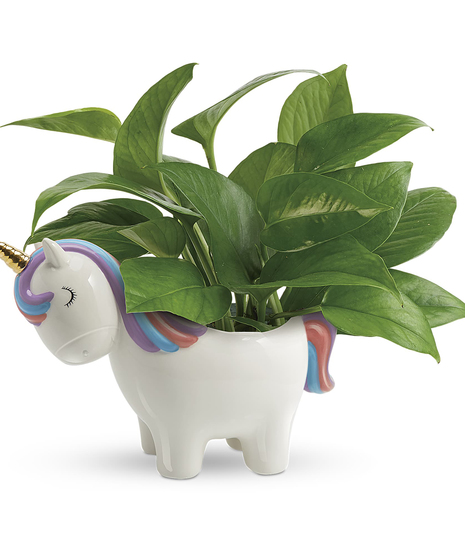 Peaceful Unicorn Pothos