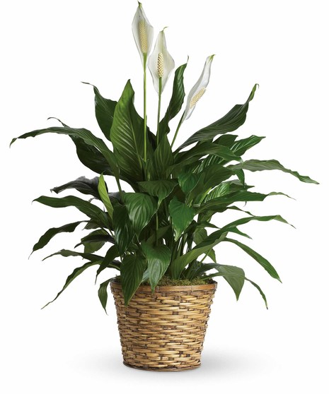 Simply Elegant Spathiphyllum