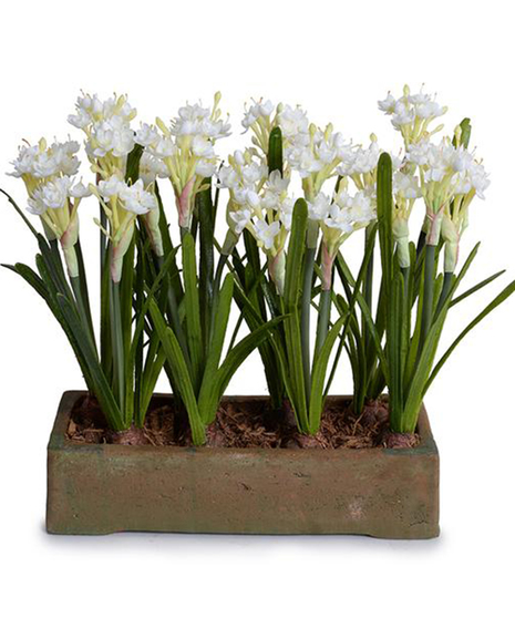Snow Kissed Paperwhites