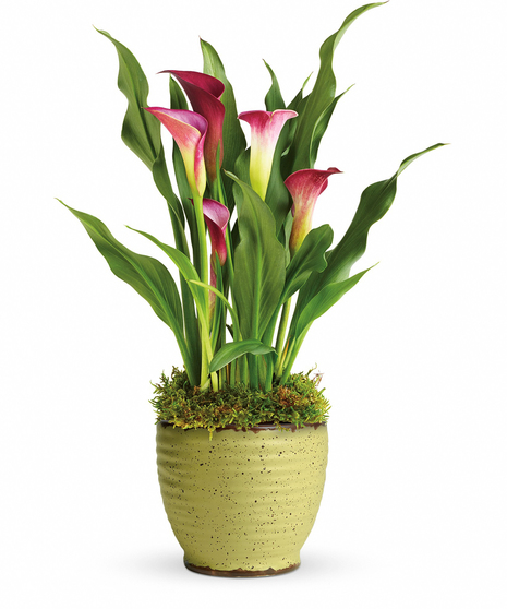 Spring Calla Lily Alexandria VA 