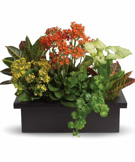 Stylish Plant Assortment
