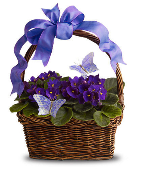 Very Violet