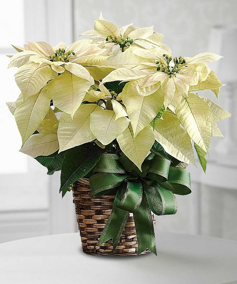 White Poinsettia