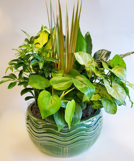 Green Plants